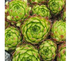 Sempervivum SIMONIA