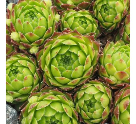 Sempervivum SIMONIA