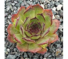 Sempervivum SPITZROSA