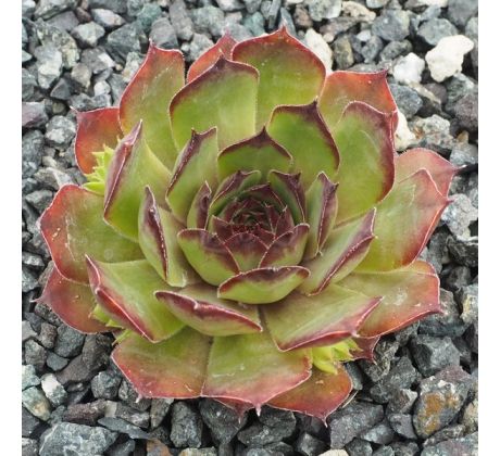 Sempervivum SPITZROSA