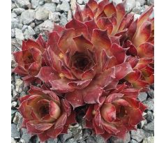 Sempervivum LILAC QUEEN