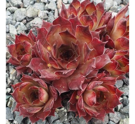 Sempervivum LILAC QUEEN