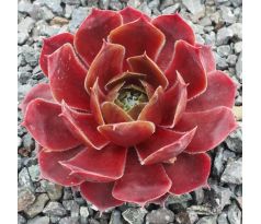 Sempervivum RED ROSE SUNRISE