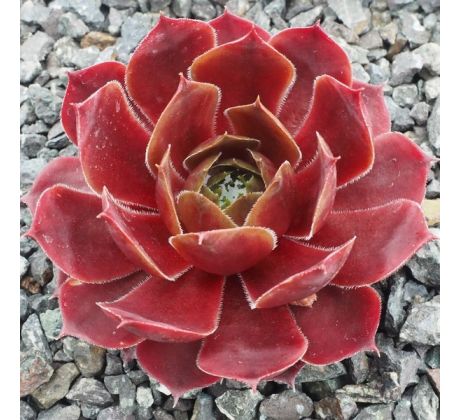 Sempervivum RED ROSE SUNRISE