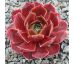 Sempervivum RED ROSE SUNRISE