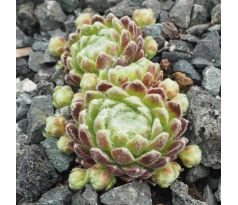 Sempervivum ZUCKERWATTE