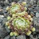 Sempervivum ZUCKERWATTE