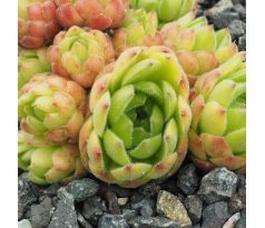 Sempervivum GREEN GABLE`S