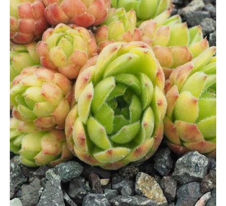 Sempervivum GREEN GABLE`S