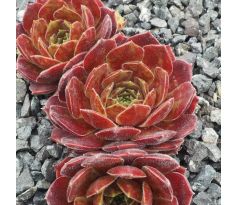 Sempervivum GRANAT