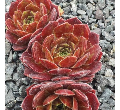 Sempervivum GRANAT