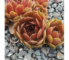 Sempervivum KORRESIA