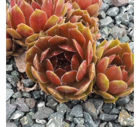 Sempervivum KORRESIA