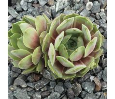 Sempervivum BLUE MOON