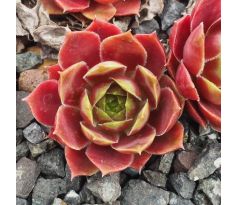 Sempervivum DONAR ROSE