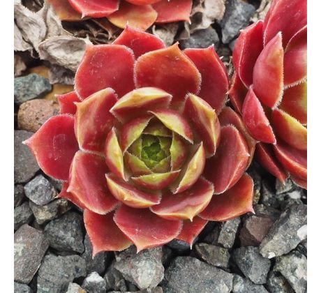 Sempervivum DONAR ROSE