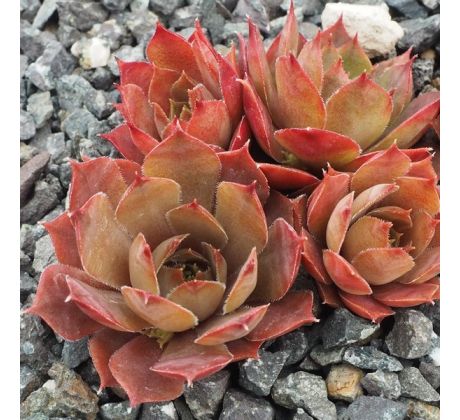 Sempervivum DESERT BLOOM