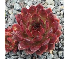 Sempervivum PURPLE BRONZE