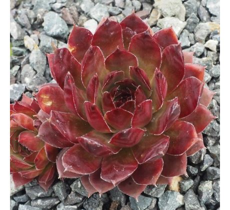 Sempervivum PURPLE BRONZE