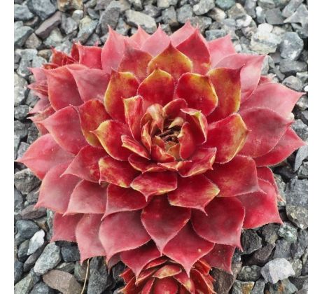 Sempervivum BLAZEN JEWEL