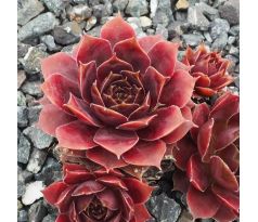 Sempervivum BLACKCURRANT ICE