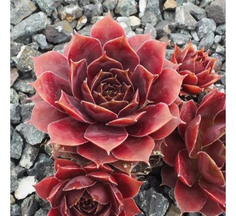 Sempervivum BLACKCURRANT ICE