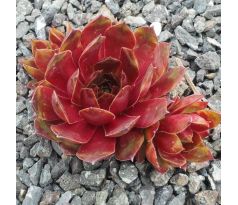 Sempervivum HOPEWELL