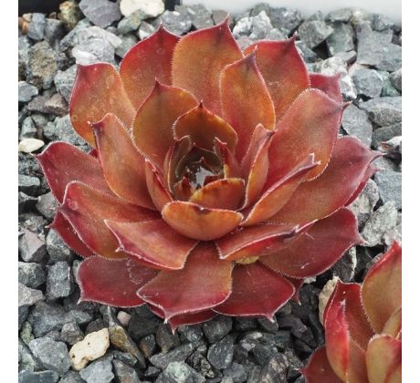 Sempervivum AARE