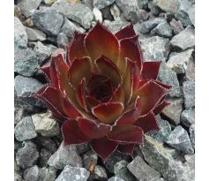 Sempervivum BLOODGOOD