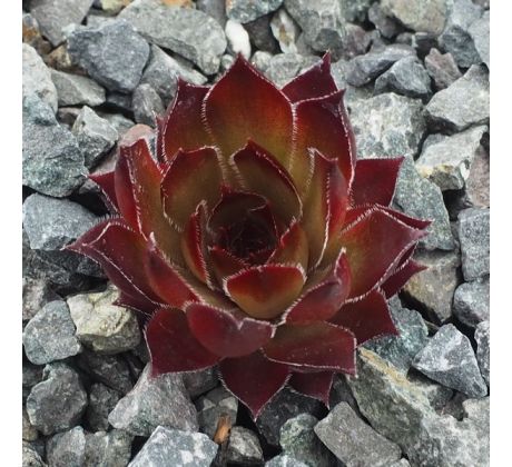 Sempervivum BLOODGOOD