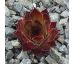 Sempervivum BLOODGOOD