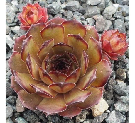 Sempervivum LION KING