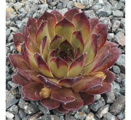 Sempervivum THEA