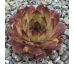 Sempervivum THEA