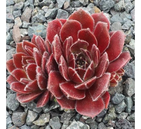 Sempervivum CRISPYN