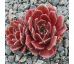 Sempervivum CRISPYN