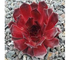 Sempervivum REBELL