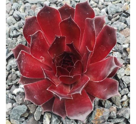 Sempervivum REBELL