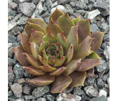 Sempervivum NAVAJO