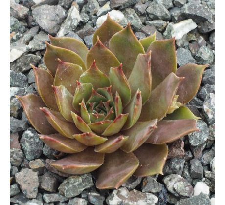 Sempervivum NAVAJO