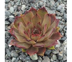 Sempervivum HUNSRÜCK