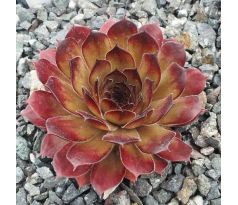 Sempervivum REGENBOGEN