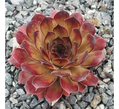 Sempervivum REGENBOGEN