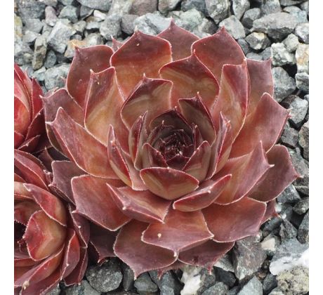 Sempervivum PINK LEMONADE