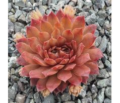 Sempervivum FARAMIR