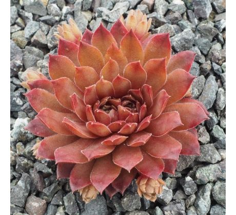 Sempervivum FARAMIR