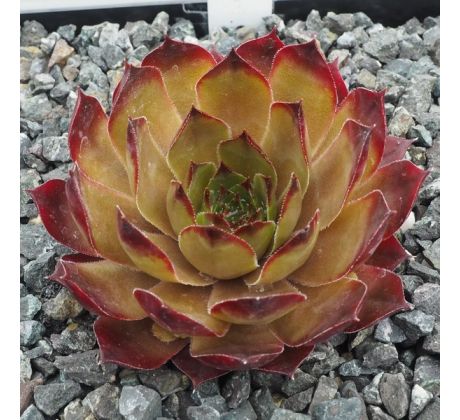 Sempervivum ADAMINA