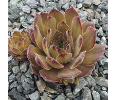 Sempervivum BUTTERBUR