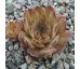 Sempervivum BUTTERBUR