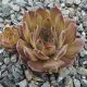 Sempervivum BUTTERBUR